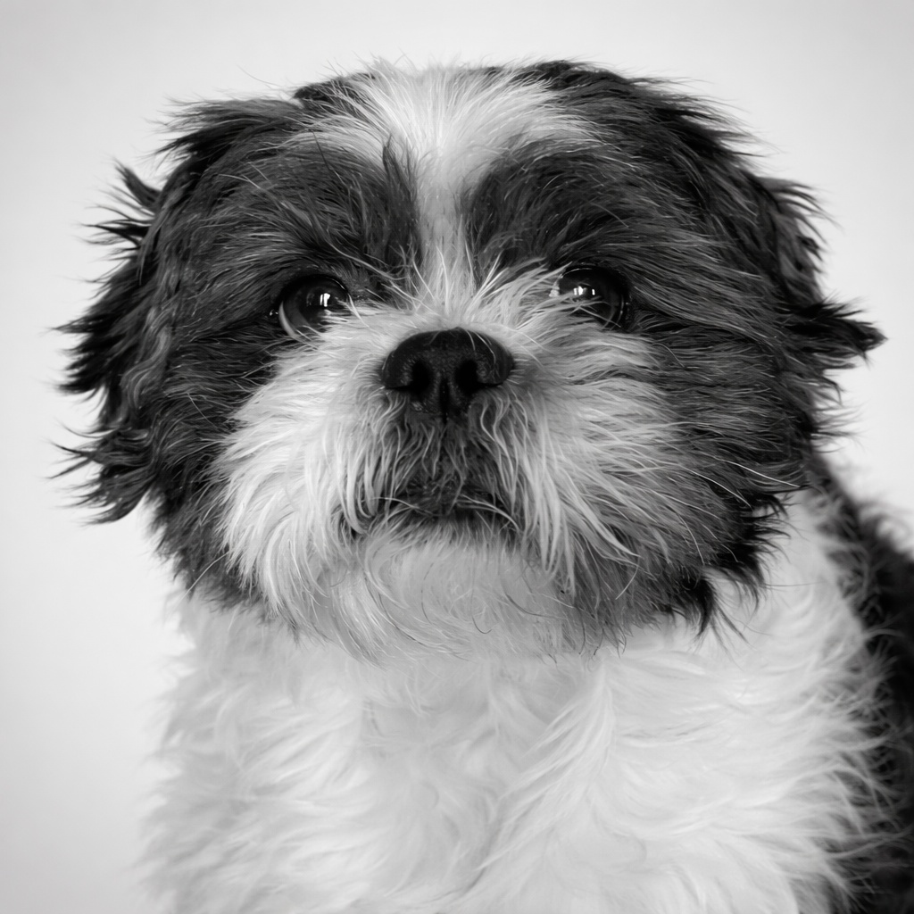 Portrait canin — VisioFilms